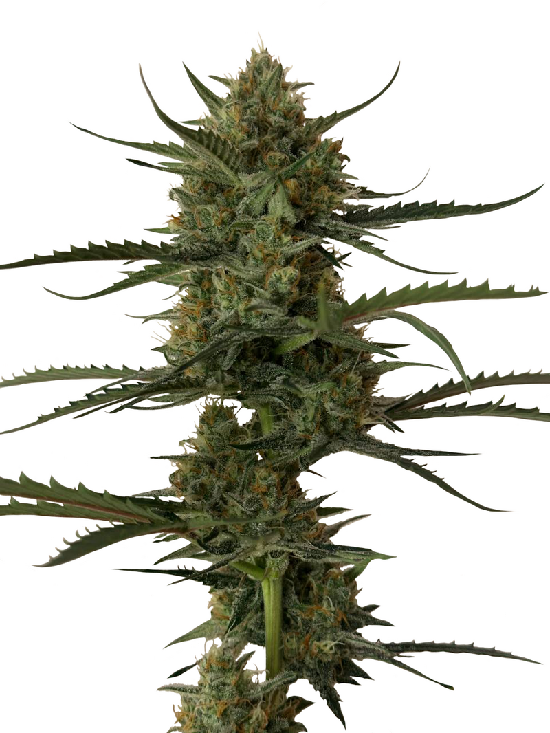 De_Dust 2 Auto, Фасовка: 1